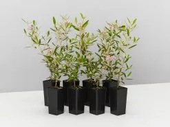 Phebalium Woombye Pink