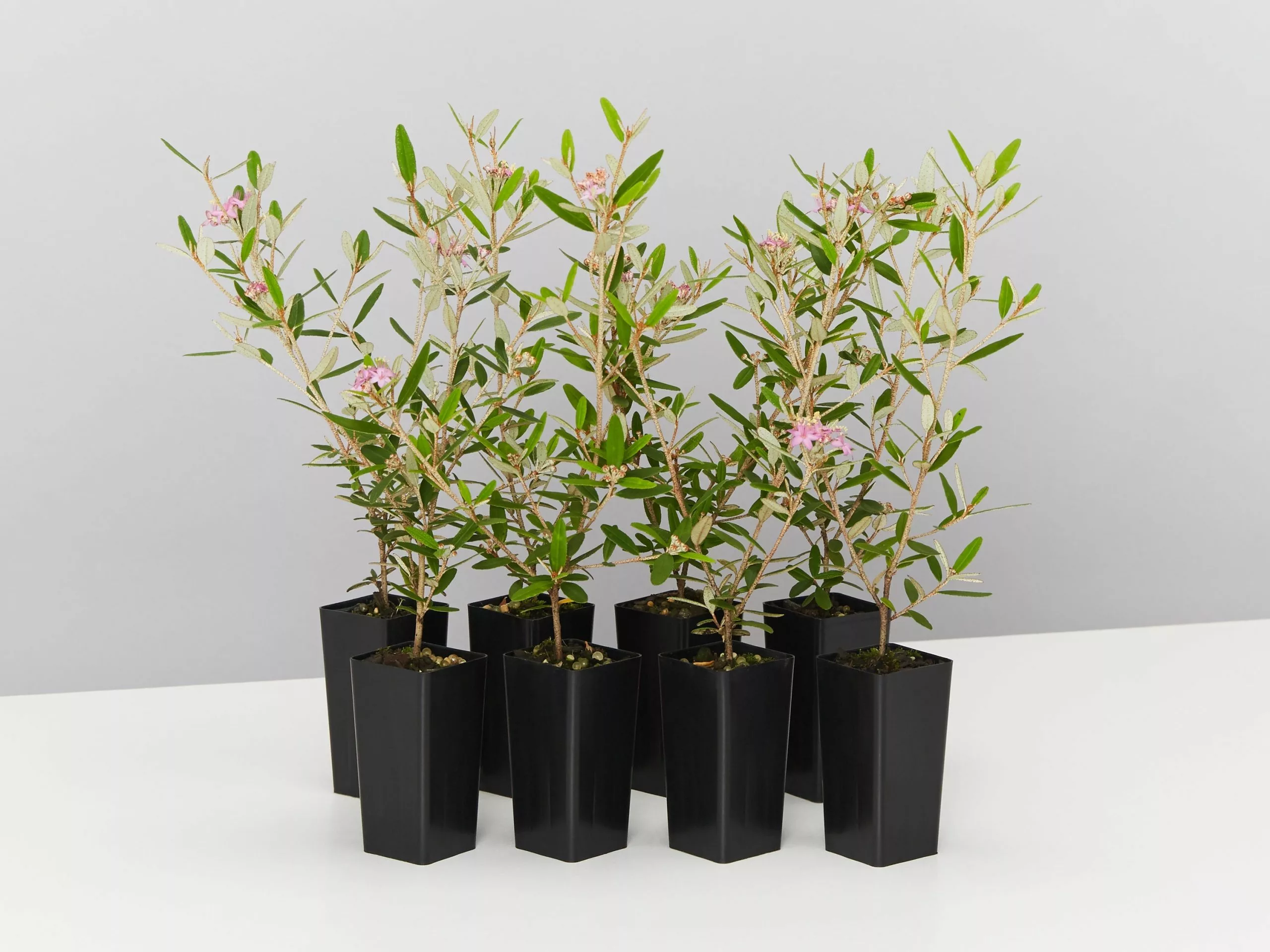 Phebalium Woombye Pink 3 Phebalium Woombye Pink