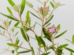 Australian Native Mixed Pack -Plants in a Box Sales Shop PhebaliumWoombyePink detail 1080x ba097c47 c90a 4d62 ba2e 7a56cf17a4a8