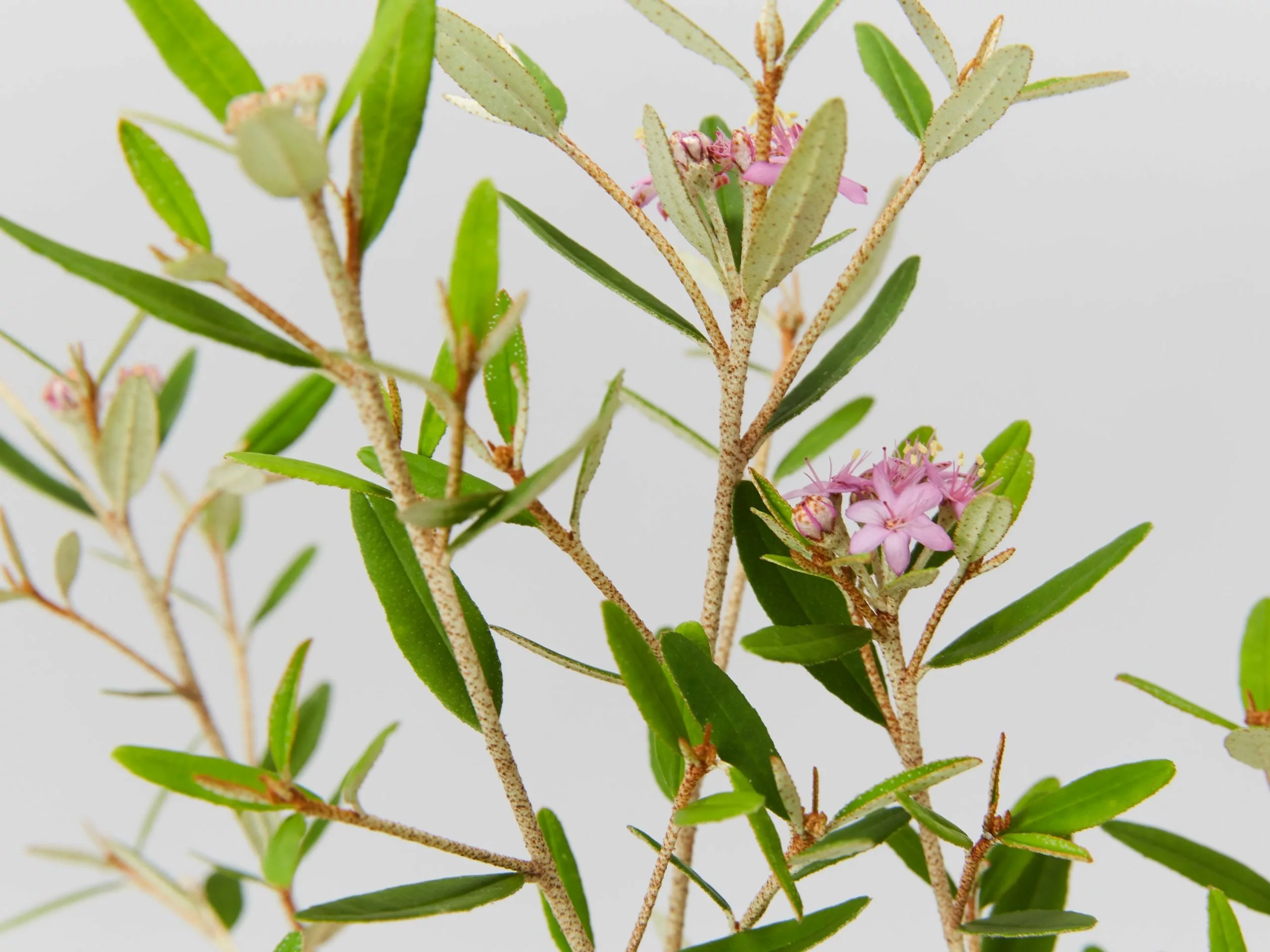 Phebalium Woombye Pink 4 Phebalium Woombye Pink - Image 2