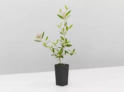 Phebalium Woombye Pink 8 Phebalium Woombye Pink -Plants in a Box Sales Shop PhebaliumWoombyePink single 8e538a5f e2b4 4286 a332 1e471042d3dc