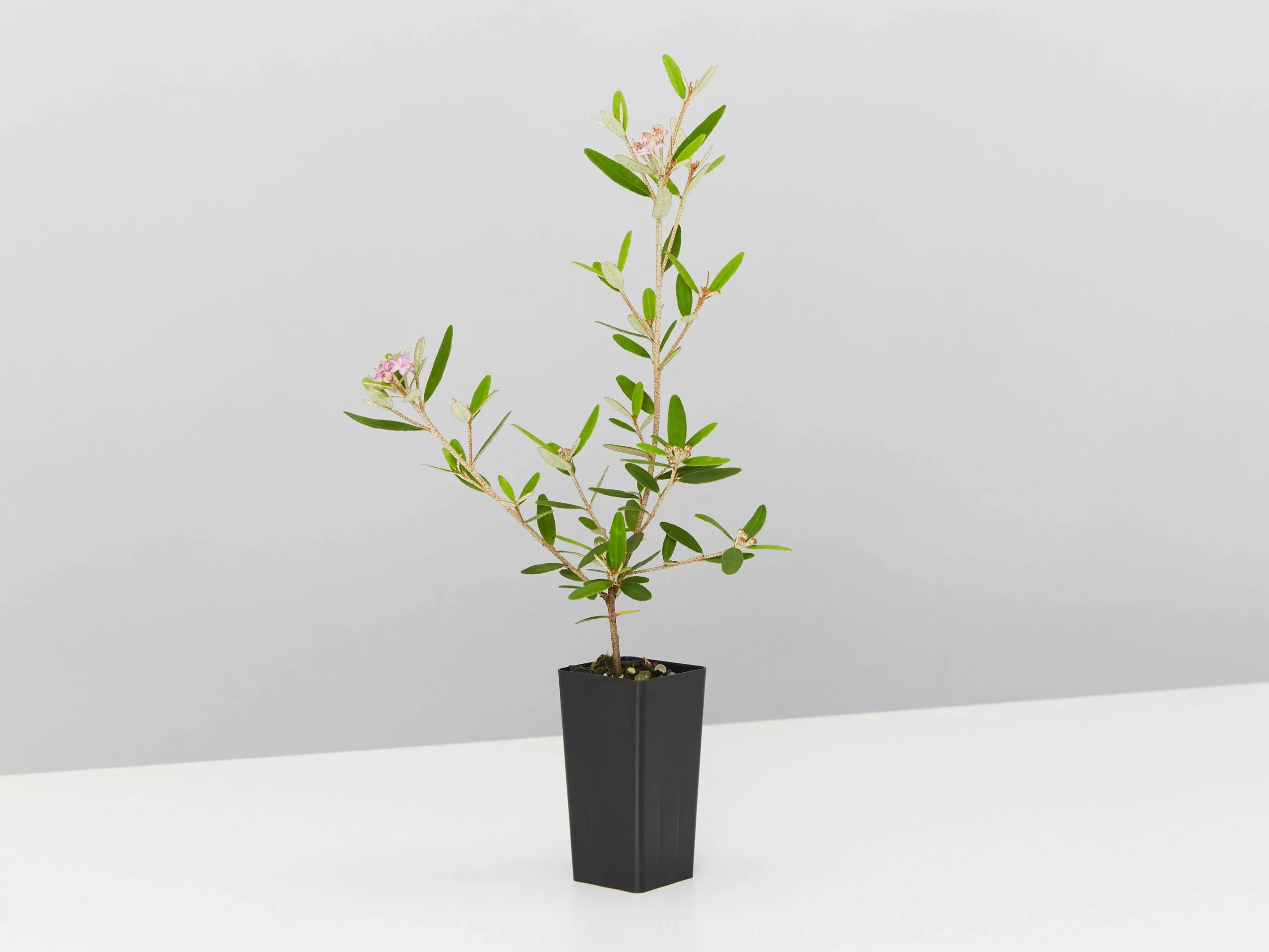 Phebalium Woombye Pink 5 Phebalium Woombye Pink - Image 3