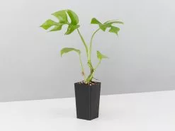Philodendron Minima -Plants in a Box Sales Shop PhiloDendronMinima single 8002d50f ca62 4ae7 a4e6 7c6915602db6