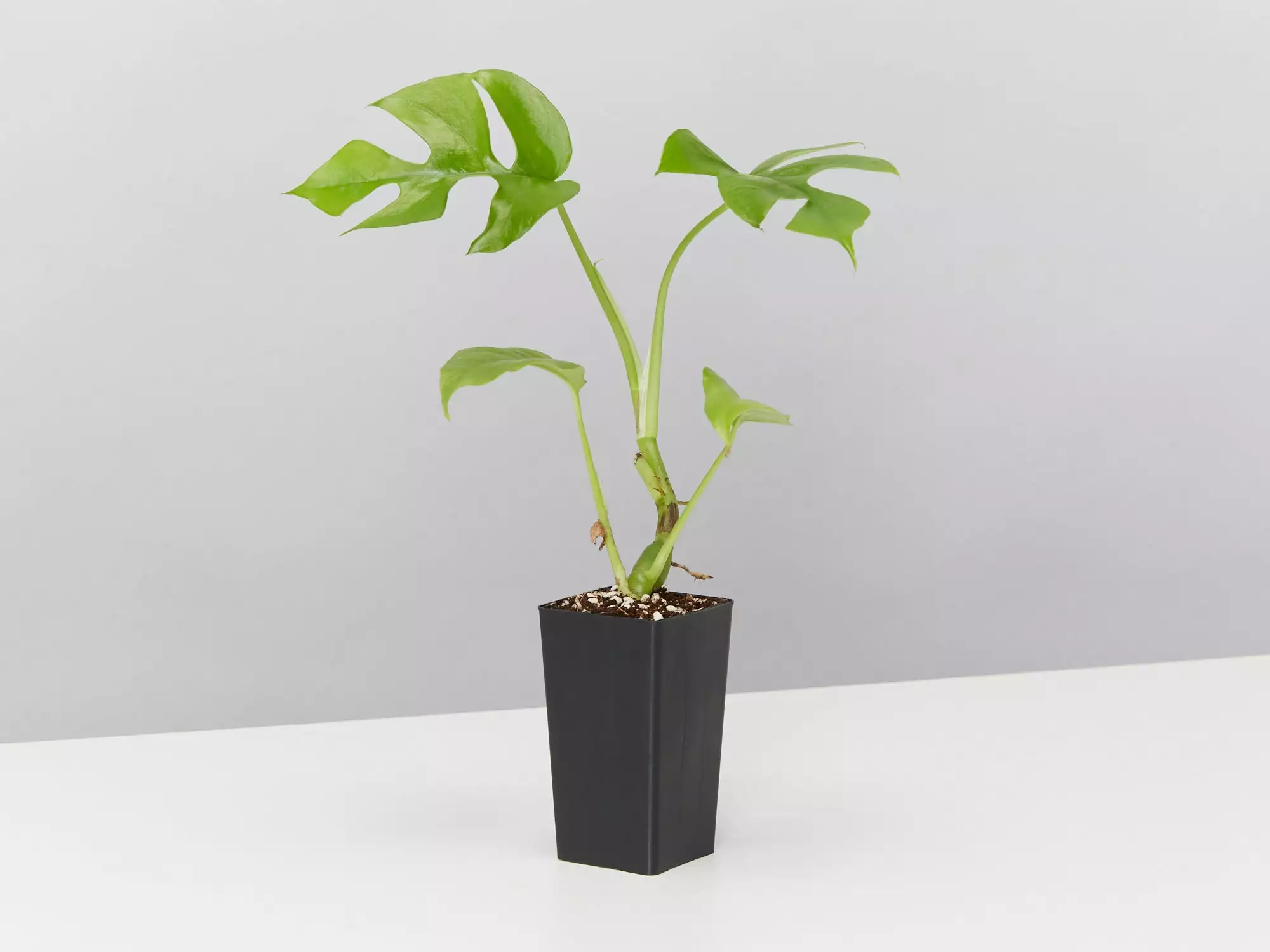 Plant-less Human Box - 8 Assorted Houseplants 10 Plant-less Human Box - 8 Assorted Houseplants - Image 8
