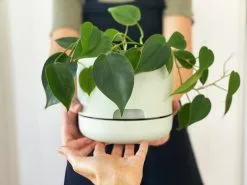 Heart Leaf Philodendron 14 Heart Leaf Philodendron -Plants in a Box Sales Shop Philodendron Cordatum Fog01 420b145e a6bb 47ef 9496 977e92d9732b