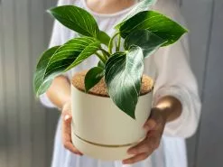 Philodendron Birkin - Pot + Plant + Soil