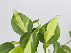 Philodendron Brasil -Plants in a Box Sales Shop PhilodendronBrazil detail 318f927d 652b 4a80 9453 a641de8d746f