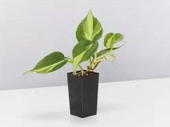Philodendron Brasil -Plants in a Box Sales Shop PhilodendronBrazil single dc3888eb 9785 4602 91ad 322362aa997c