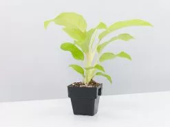 Philodendron Ceylon Beauty - Pot + Plant + Soil -Plants in a Box Sales Shop PhilodendronCeylonBeauty85mm single