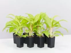 Philodendron Ceylon Beauty