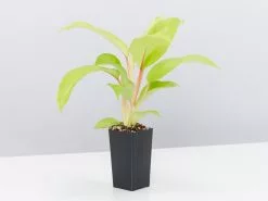Philodendron Ceylon Beauty -Plants in a Box Sales Shop PhilodendronCeyonBeauty single 7f0e0f88 10e6 4dfd a986 c1b2c42ad159