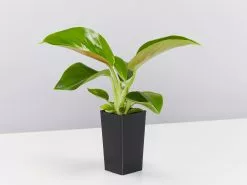 Philodendron Congo Apple -Plants in a Box Sales Shop PhilodendronCongoApple single ac04fbc5 a2d3 479a b796 1e86c625608f