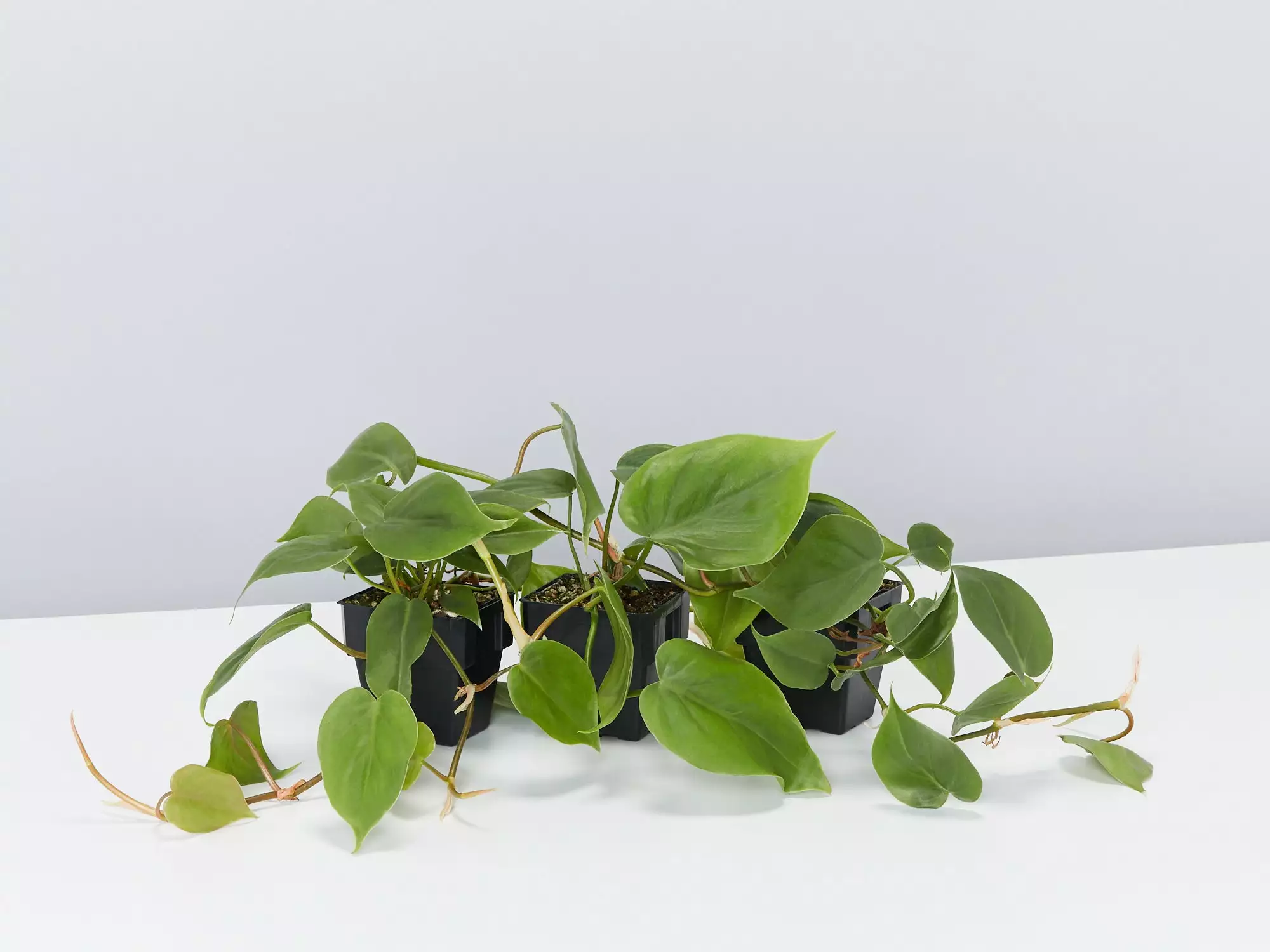 Heart Leaf Philodendron 3 Heart Leaf Philodendron