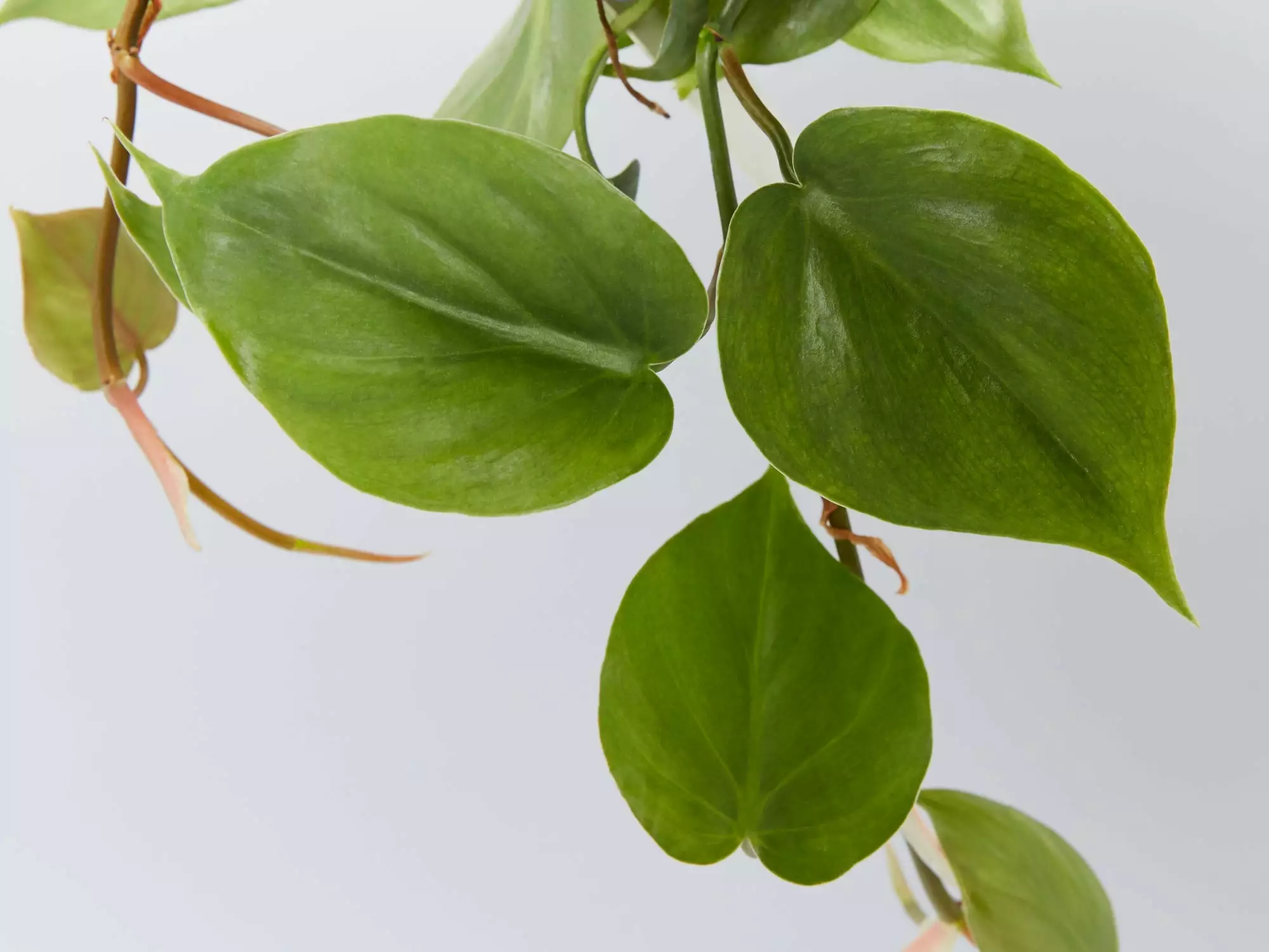 Heart Leaf Philodendron 4 Heart Leaf Philodendron - Image 2