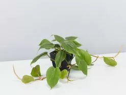 Heart Leaf Philodendron 11 Heart Leaf Philodendron -Plants in a Box Sales Shop PhilodendronCordatum single 2