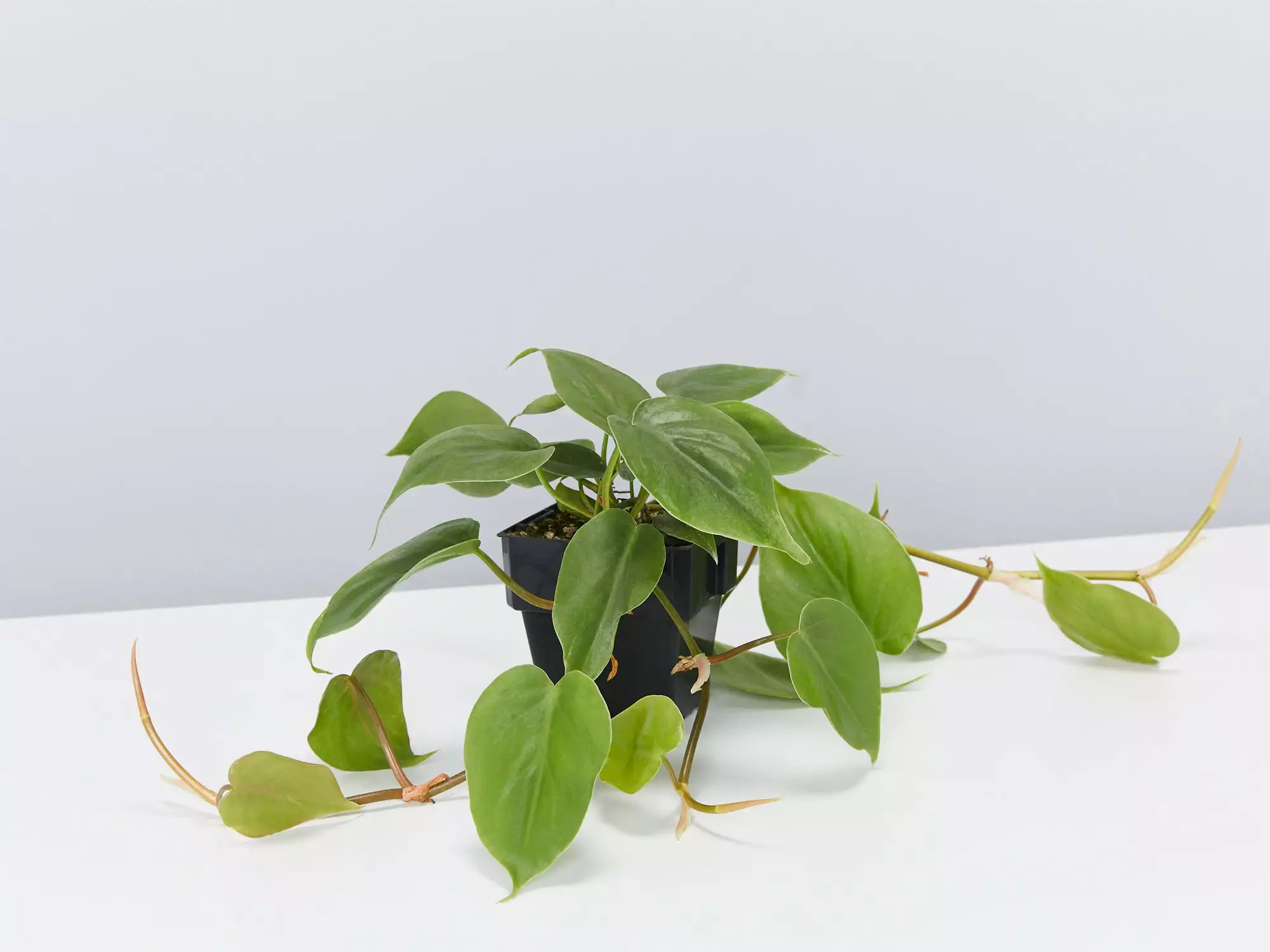 Heart Leaf Philodendron 5 Heart Leaf Philodendron - Image 3