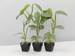 Philodendron Silver Sword 12 Philodendron Silver Sword -Plants in a Box Sales Shop PhilodendronHastatumSilverSword85 3plants 31890ba4 d001 4ef6 bd53 e7bc84341487