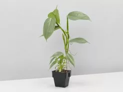 Philodendron Silver Sword 11 Philodendron Silver Sword -Plants in a Box Sales Shop PhilodendronHastatumSilverSword85 single e2430ab8 87ea 48ea 925f 3b2905feac69