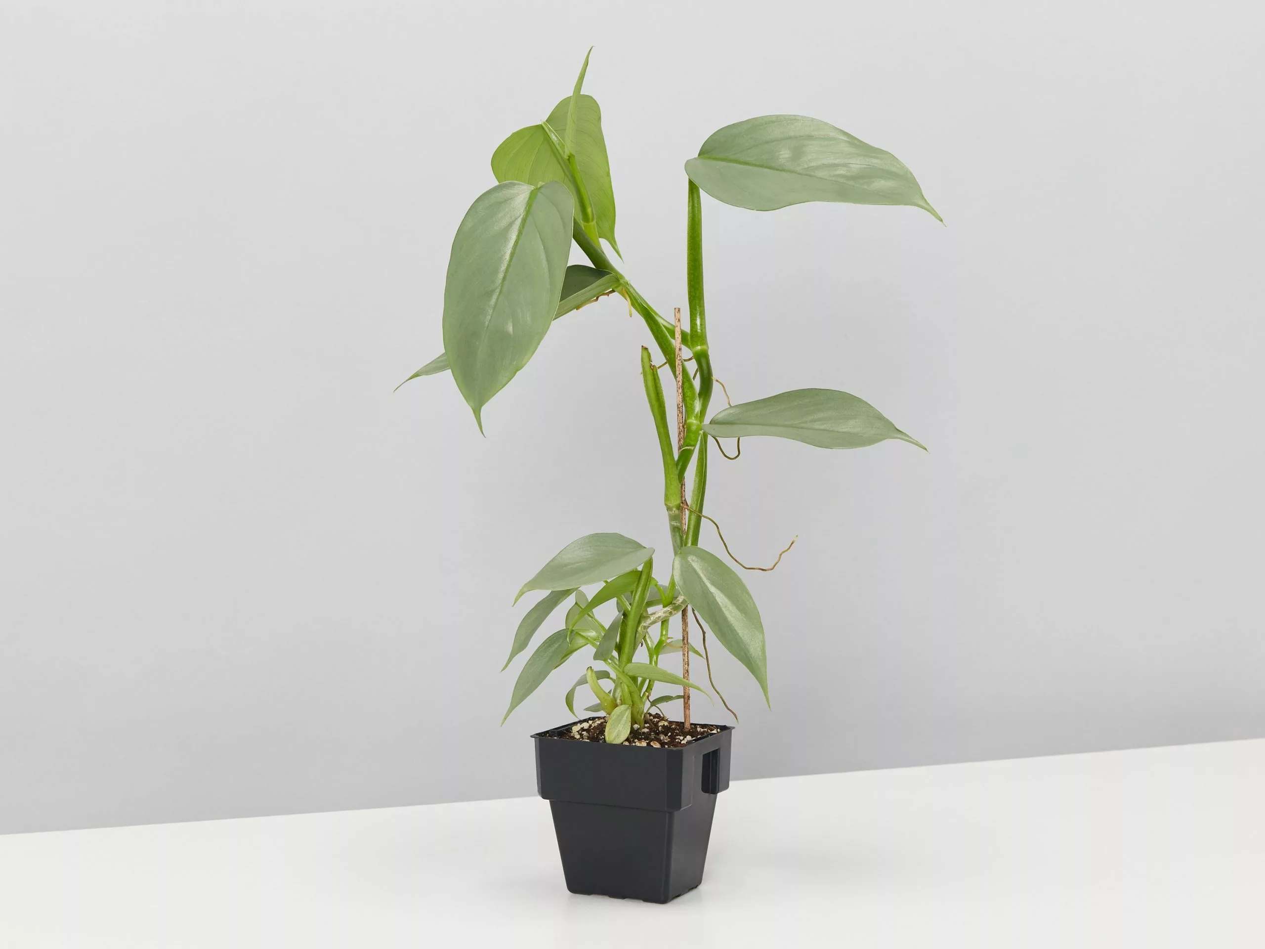 Philodendron Silver Sword 6 Philodendron Silver Sword - Image 4