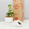 Philodendron Brasil - Pot + Plant + Soil -Plants in a Box Sales Shop PhilodendronHederaceumBrasil100mmLinenPotWithSoilBox