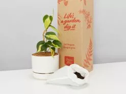 Philodendron Brasil - Pot + Plant + Soil