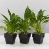 Philodendron Little Philâ„¢ -Plants in a Box Sales Shop PhilodendronLittlePhil 3plants 0905bf02 fb06 4471 b253 570308362fc7
