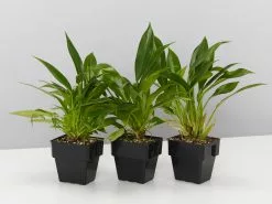 Philodendron Little Philâ„¢