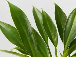 Philodendron Little Philâ„¢ -Plants in a Box Sales Shop PhilodendronLittlePhil detail 93394240 3d28 4911 8394 6f9bab803150