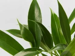 Philodendron Little Philâ„¢ -Plants in a Box Sales Shop PhilodendronLittlePhil detail dc08994f 08a5 4f3e b34e 8fc758af60de