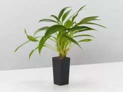 Philodendron Little Philâ„¢ -Plants in a Box Sales Shop PhilodendronLittlePhil single aa8651c1 1966 4eb3 91ac 483217e6e516