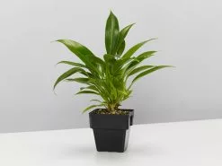 Philodendron Little Philâ„¢ -Plants in a Box Sales Shop PhilodendronLittlePhil single ae4d5b6a b1a3 4291 b388 d5701971cc5b