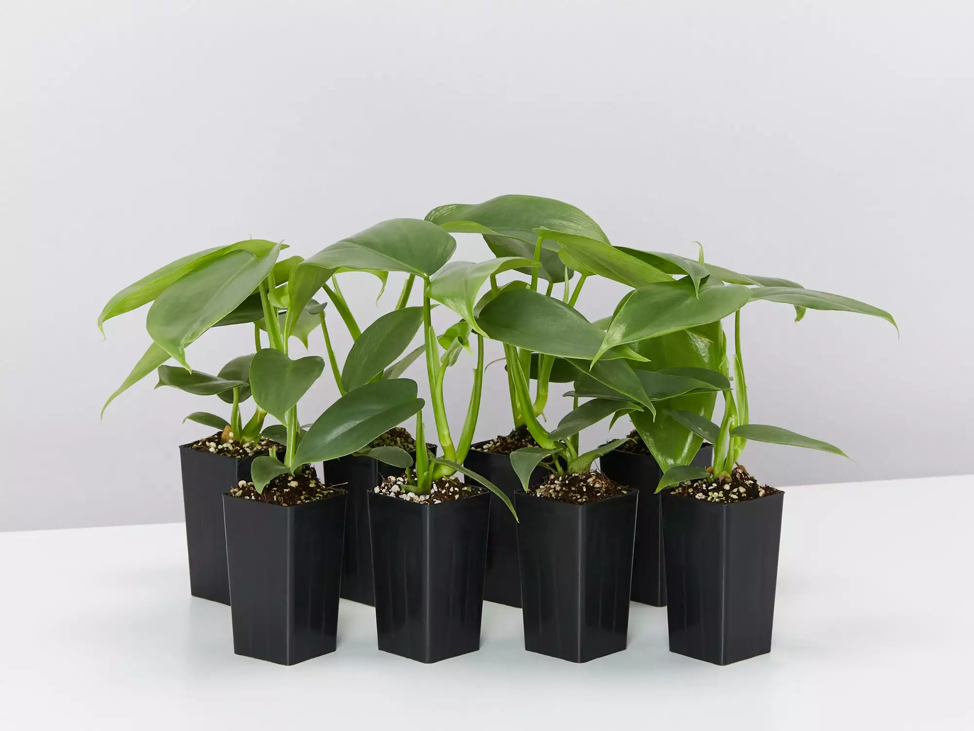 Philodendron Silver Sword 3 Philodendron Silver Sword