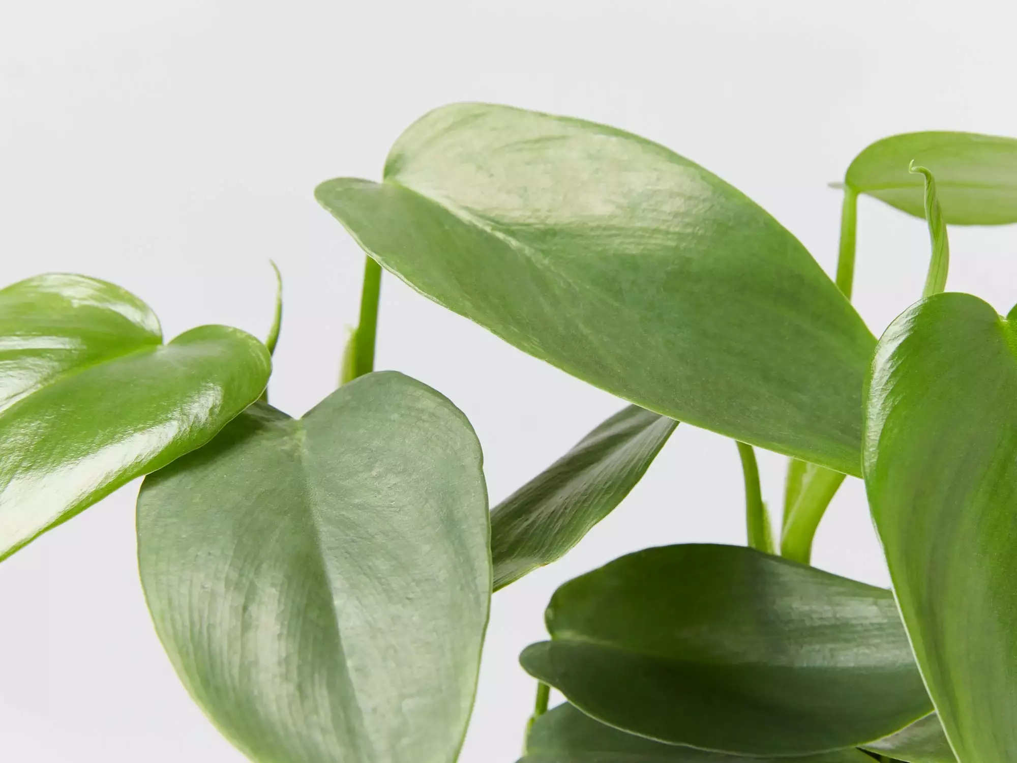 Philodendron Silver Sword 4 Philodendron Silver Sword - Image 2