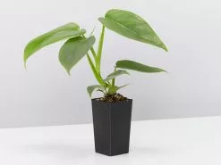 Philodendron Silver Sword 10 Philodendron Silver Sword -Plants in a Box Sales Shop PhilodendronSilverSword single 04f70a86 4742 43b5 bcae f2c99c45c0dd