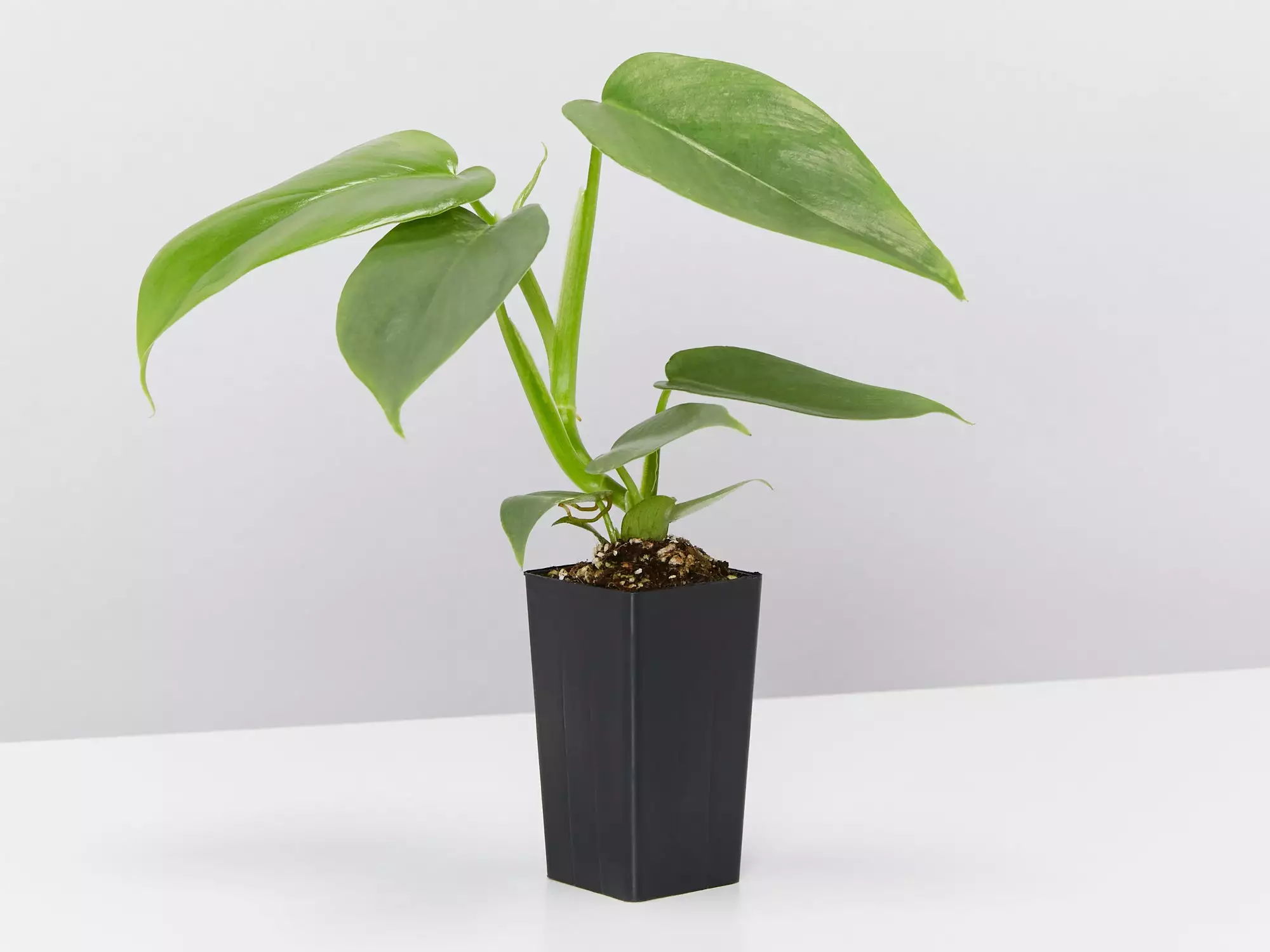 Philodendron Silver Sword 5 Philodendron Silver Sword - Image 3