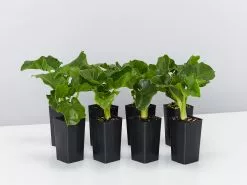 Philodendron Super Atom