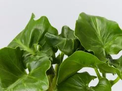 Philodendron Super Atom -Plants in a Box Sales Shop PhilodendronSuperAtom detail ea0b8c5c 0713 46cd 90bf 99e598134ec8