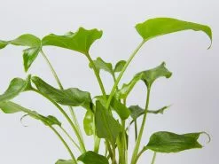 Philodendron Xanadu -Plants in a Box Sales Shop PhilodendronXanadu detail 2 f5324f05 e097 45ff a5d2 1301b9eecdc5