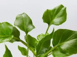 Philodendron Xanadu -Plants in a Box Sales Shop PhilodendronXanadu detail 83ddb927 b17c 4e1a 8642 853944428397