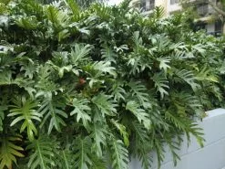 Philodendron Xanadu -Plants in a Box Sales Shop Philodendron Xanadu 4f08bb8b bbb7 42e0 863d 0ee4506cbb12