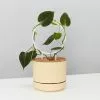 The Circle-O Plant Support Stake -Plants in a Box Sales Shop Philodendronmicans100mmMrKitlyBuff170mm 1