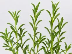 Philotheca Myoporoides Winter Rouge -Plants in a Box Sales Shop PhilothecaMyoparoidesWinterRouge detail 26c35723 32ae 4d81 9c73 e7c6f43e580c