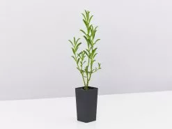 Philotheca Myoporoides Winter Rouge -Plants in a Box Sales Shop PhilothecaMyoparoidesWinterRouge single 83f7be8f 0f1a 492e 8095 30b5de95dd15