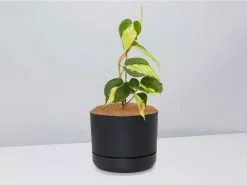 Philodendron Brasil - Pot + Plant + Soil -Plants in a Box Sales Shop PhiodendronBrazil BlackPot