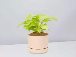 Philodendron Ceylon Beauty - Pot + Plant + Soil -Plants in a Box Sales Shop PhiodendronCeylonBeautyApricotPot single