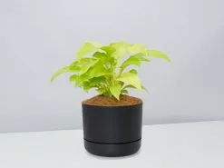 Philodendron Ceylon Beauty - Pot + Plant + Soil -Plants in a Box Sales Shop PhiodendronCeylonBeautyBlackPot single