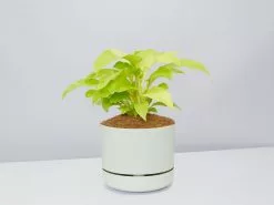 Philodendron Ceylon Beauty - Pot + Plant + Soil -Plants in a Box Sales Shop PhiodendronCeylonBeautyFogPot single