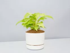 Philodendron Ceylon Beauty - Pot + Plant + Soil -Plants in a Box Sales Shop PhiodendronCeylonBeautyLinenPot single