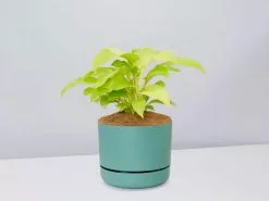 Philodendron Ceylon Beauty - Pot + Plant + Soil -Plants in a Box Sales Shop PhiodendronCeylonBeautyMossPot single