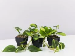 Philodendron Brasil -Plants in a Box Sales Shop PhiodendronHederaceumBrazil 3plants 80b5b6dd 9fdc 4bac a5ff 5a340af3ebd5